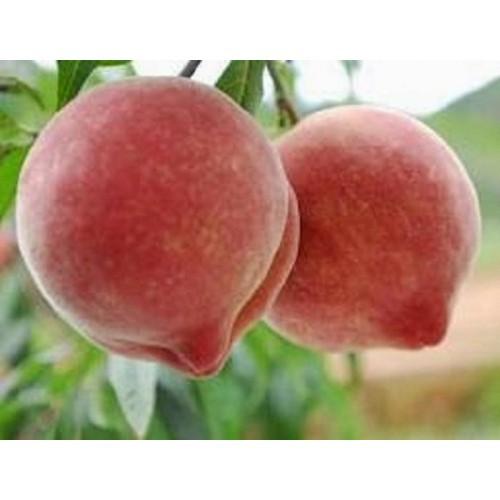 CÂY GIỐNG ĐÀO BÁT TIÊN SIÊU QUẢ SIÊU NĂNG SUẤT- CAM KÊT GIỐNG CHUẨN F1 - CGDBTSQSNF1