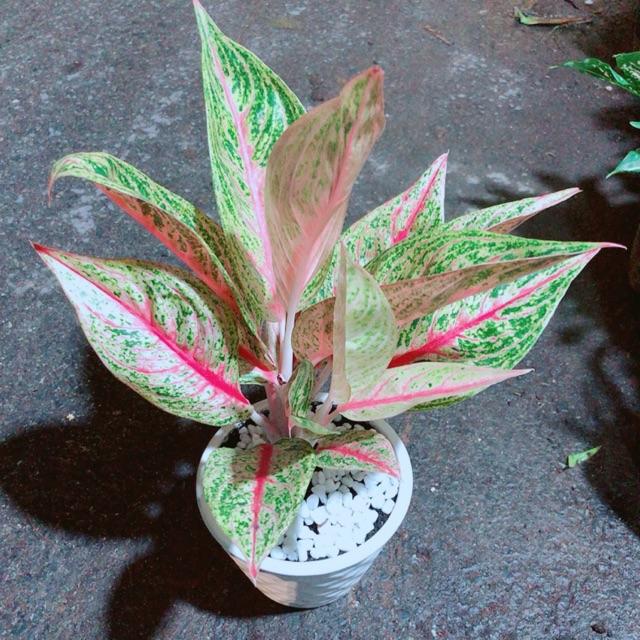 Chậu Phú Quý Giống Đặc Biệt