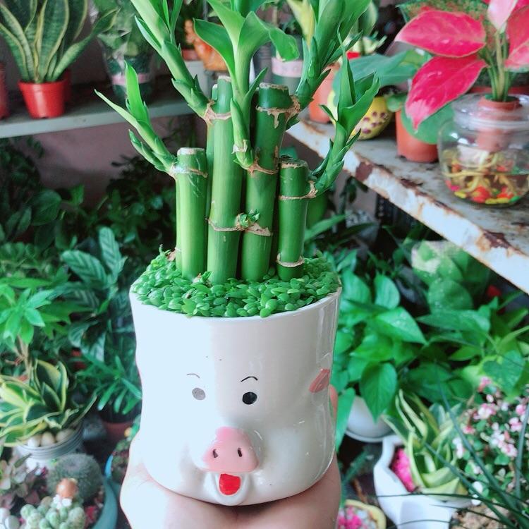 Chậu Cây Trúc Phát Tài