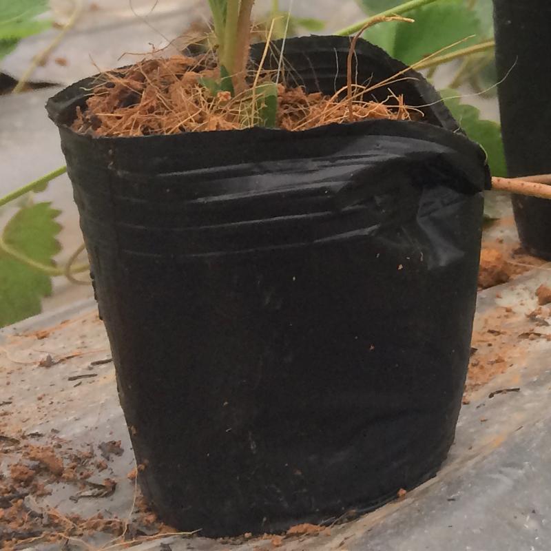 100 Chậu nhựa C6 15x11x11 trồng cây và ươm cây giống-0277100