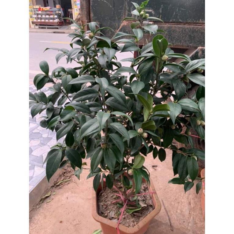 Cây Trà Đỏ Lựu