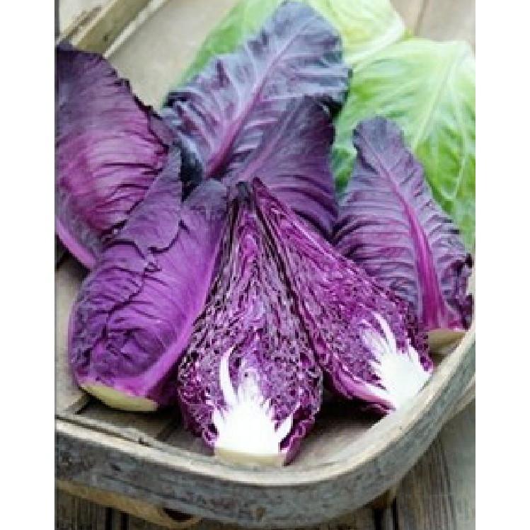 Hạt giống Bắp cải trái tim Tím F1 - 0,1gram/gói