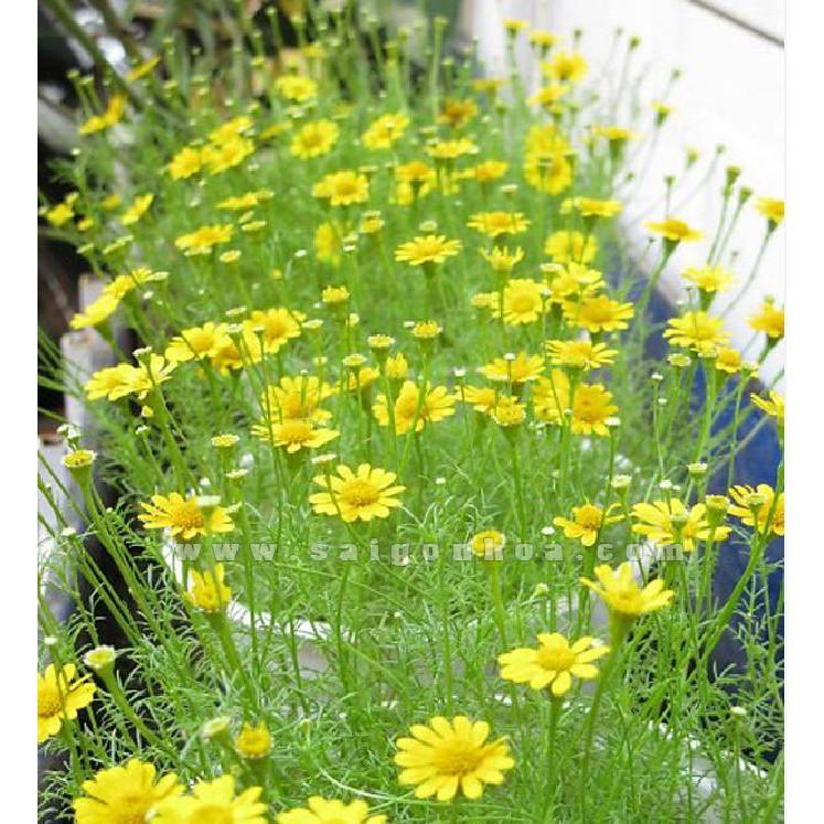 Hạt giống hoa cúc sao băng 50 hạt/gói