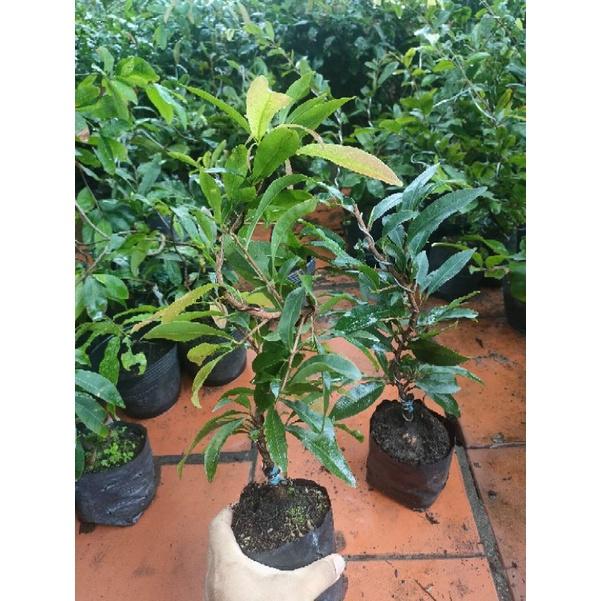 Mai giảo siêu nụ hoa 8-12 cánh - cây lớn