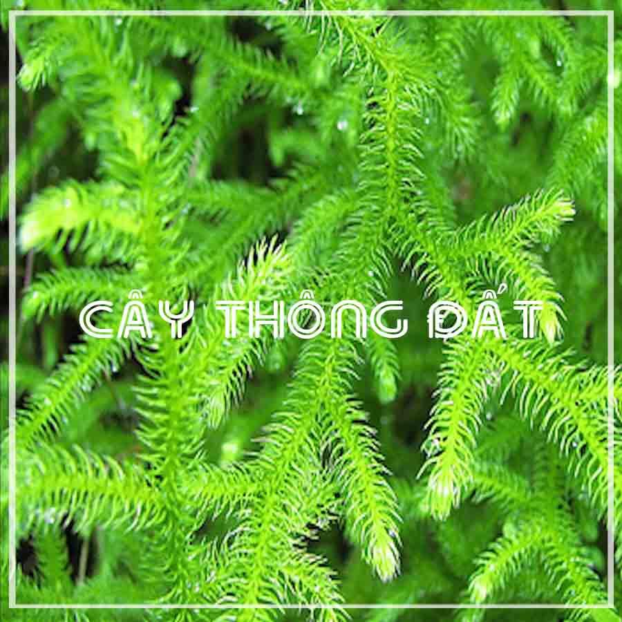 Cây Thông Đất khô sạch đóng gói 500gram