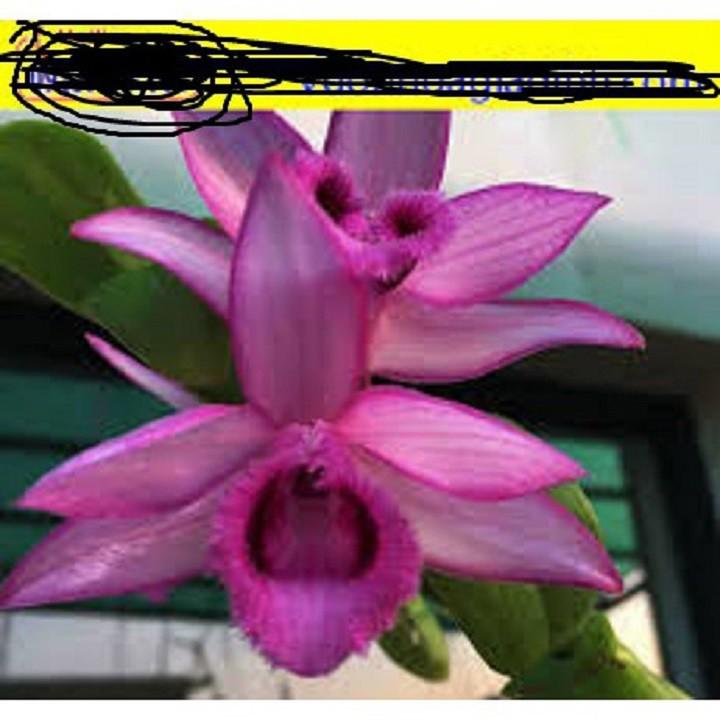 Phi điệp tím phú thọ hàng gieo hạt