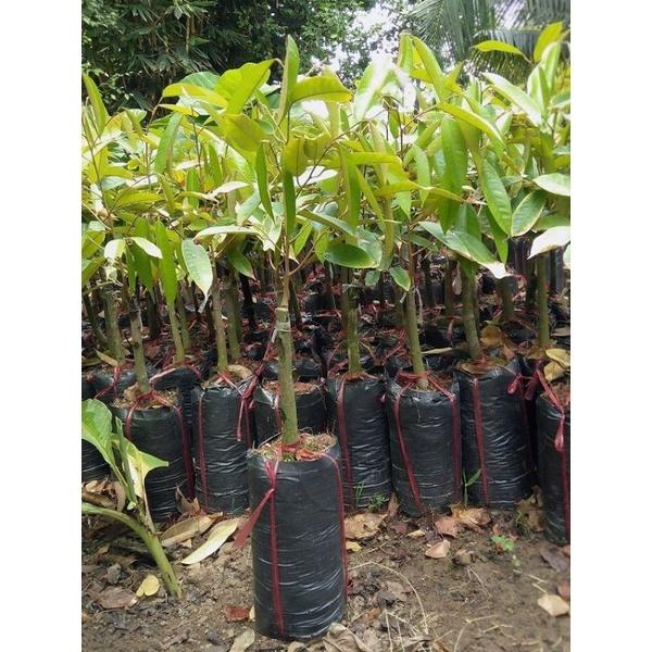 CÂY GIỐNG SẦU RIÊNG MONTHON GHÉP SIÊU SỚM