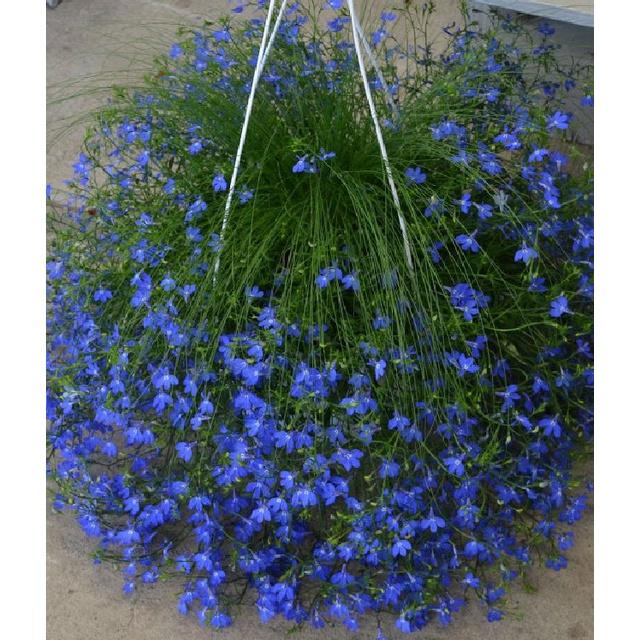 Hạt giống hoa cúc lobelia nhiêu màu,hạt giống tốt - gói 100 hạt