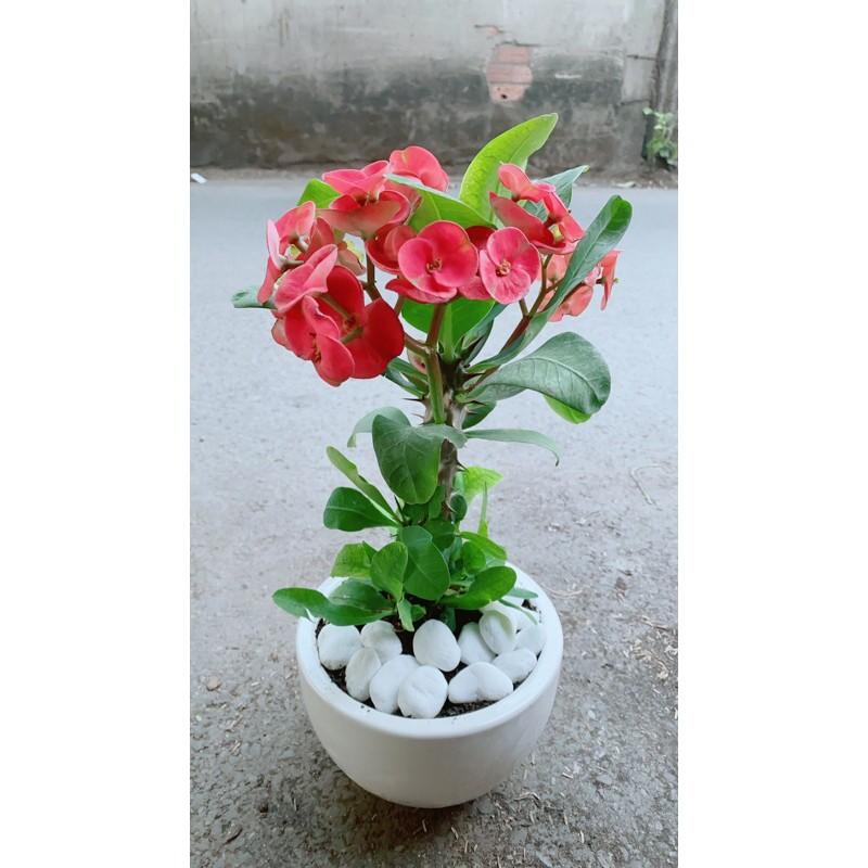 Chậu Xương Rồng Bát Tiên