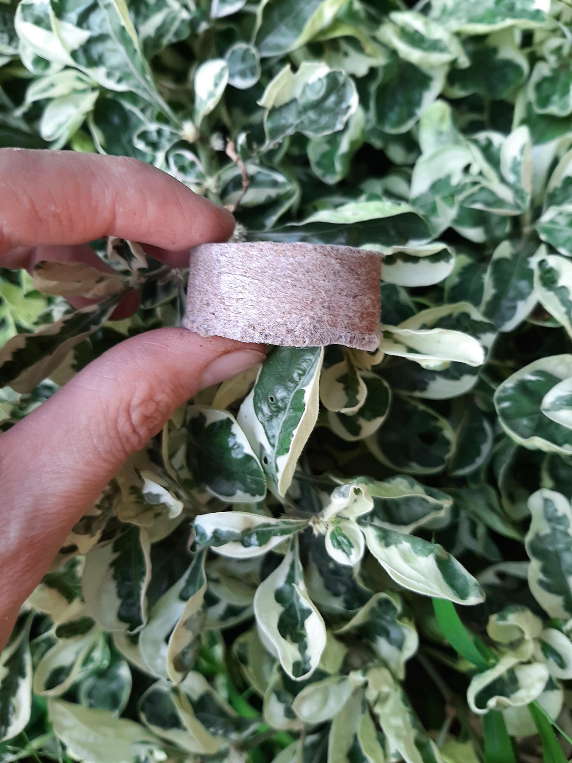 Viên nén sơ dừa ươm hạt
