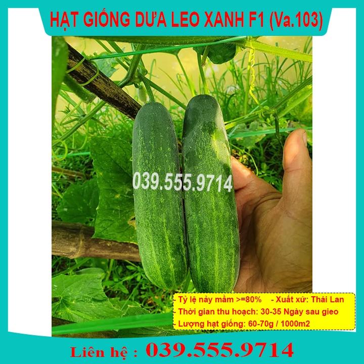 HẠT GIỐNG DƯA LEO XANH F1 VA103 1GRAM - SIÊU NĂNG SUẤT