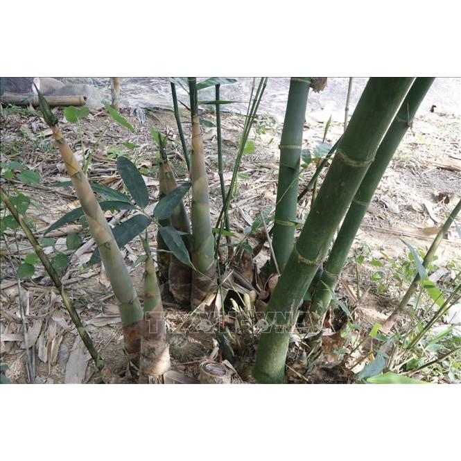 Cây giống măng Tre Bát Độ giống năng suất cao