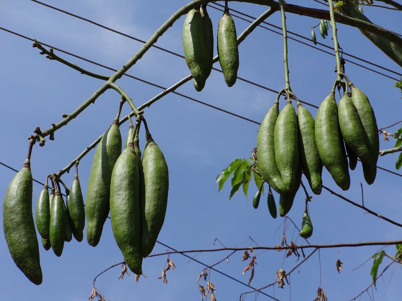 Bông Gòn nhồi gối, đồ chơi nỉ, thú bông từ cây gòn - cây gạo trắng (500gr)