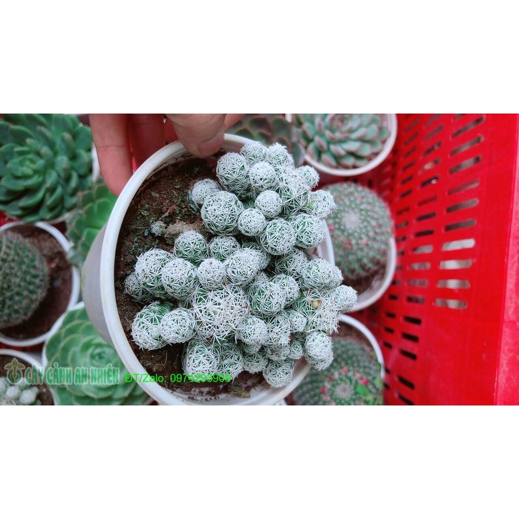 Xương Rồng Trứng Chim