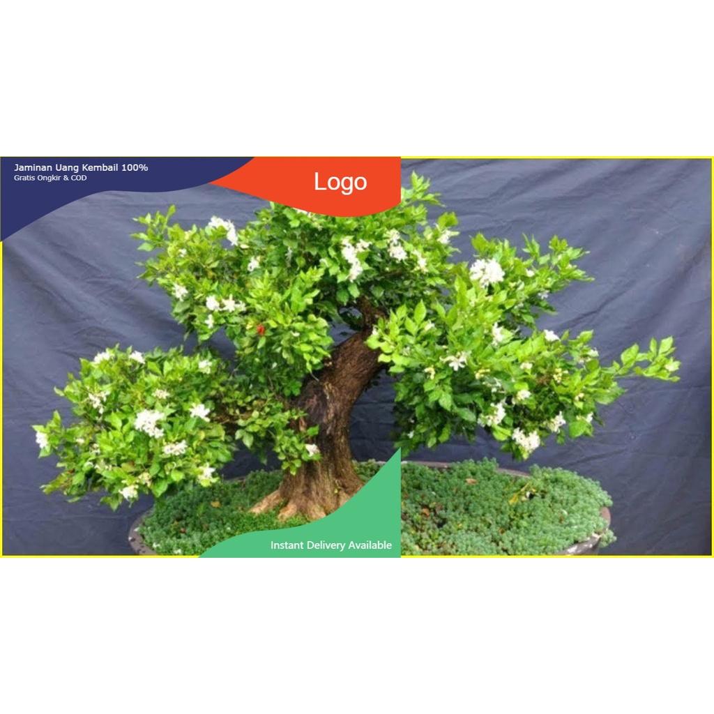 CHẬU CÂY NGUYỆT QUẾ LÙN BONSAI