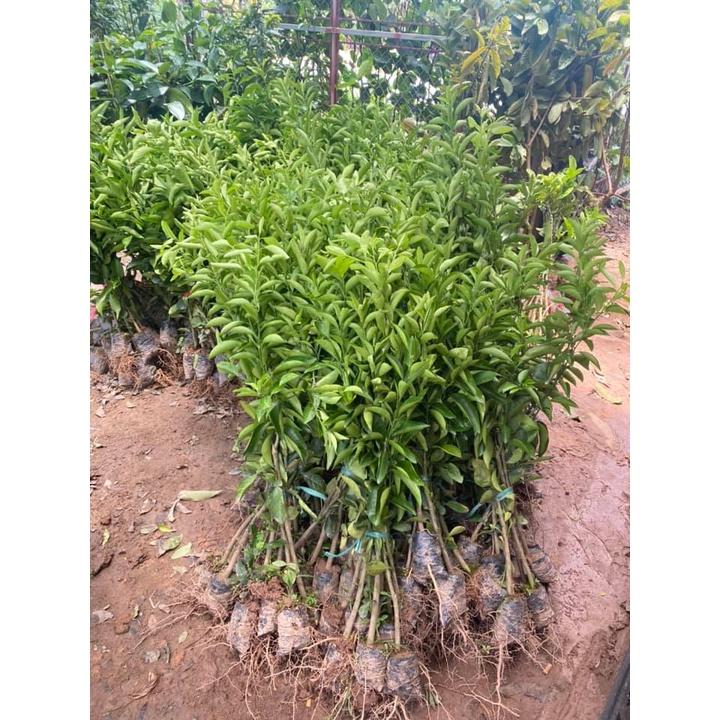 CÂY Giống Cam Cara Ruột Đỏ không hạt Nhật Bản.