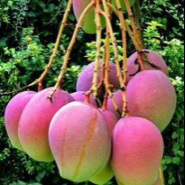 CÂY GIỐNG XOÀI ÚC SIÊU QUẢ