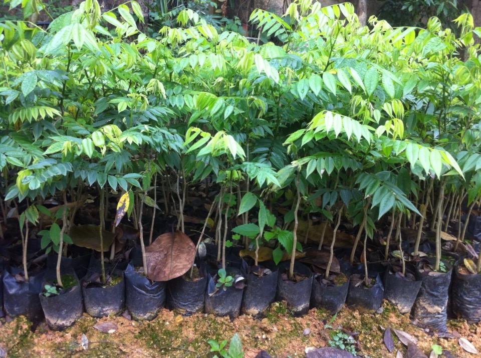 CÂY GIỐNG GỖ SƯA ĐỎ