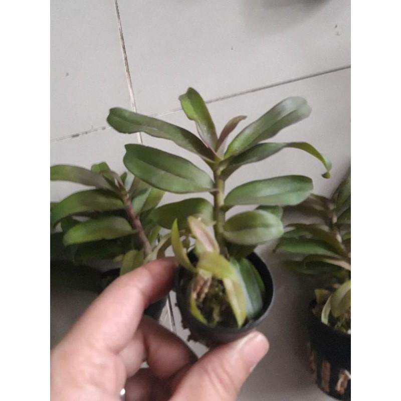 Kie Phi điệp lai thân tím 5-7cm liên hệ ngay để xem video chi tiết