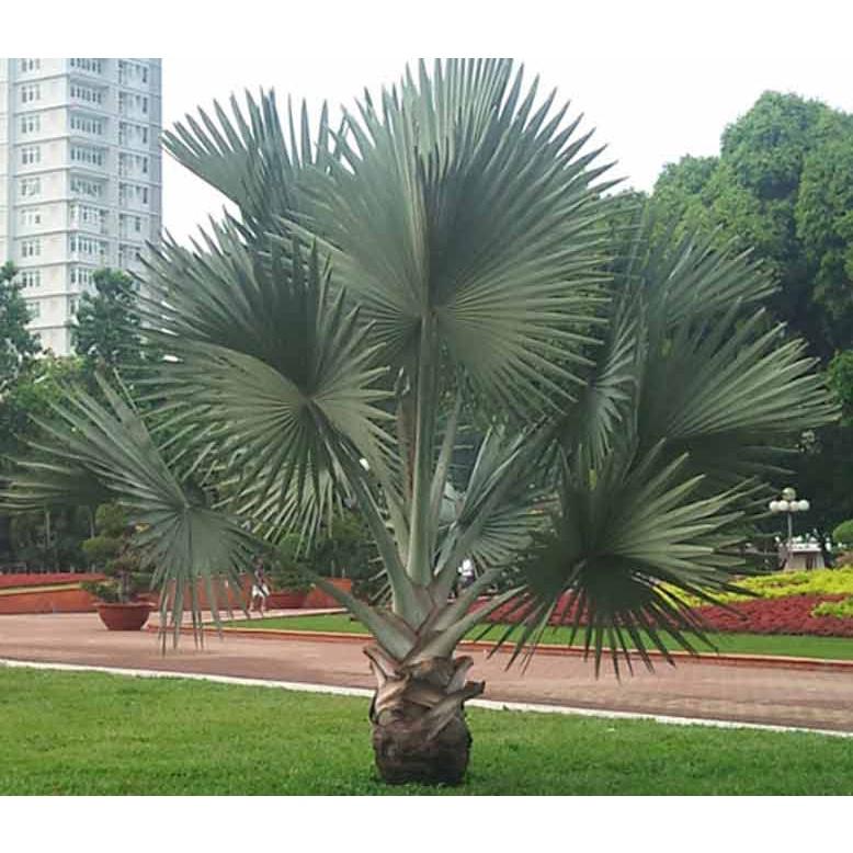 Cây Cọ Lùn Pháp Cảnh - cây giống