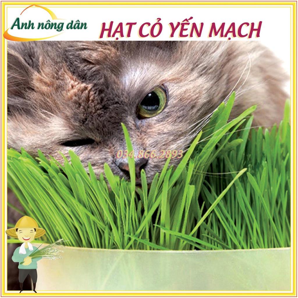 1kg Hạt giống cỏ Yến Mạch - cỏ chó mèo