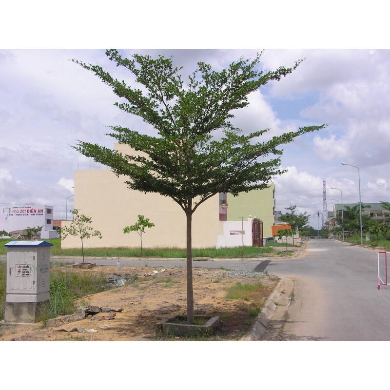 CÂY GIỐNG BÀNG ĐÀI LOAN LÁ NHỎ