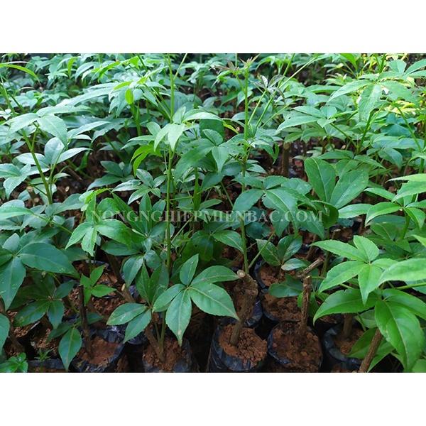 NGŨ GIA BÌ CHÂN CHIM LÁ XANH - cành giống về ươm hom