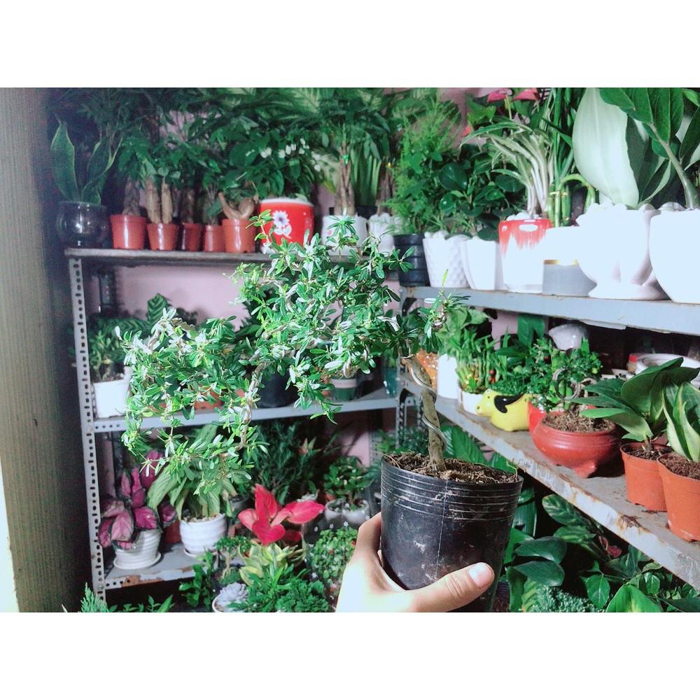 Combo 2 linh sam nhỏ+1 linh sam lớn