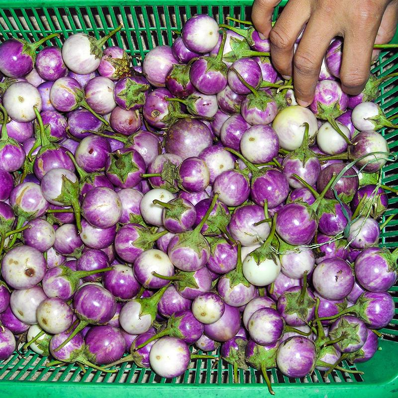 Hạt Giống Cà Pháo Tím Cao Sản -