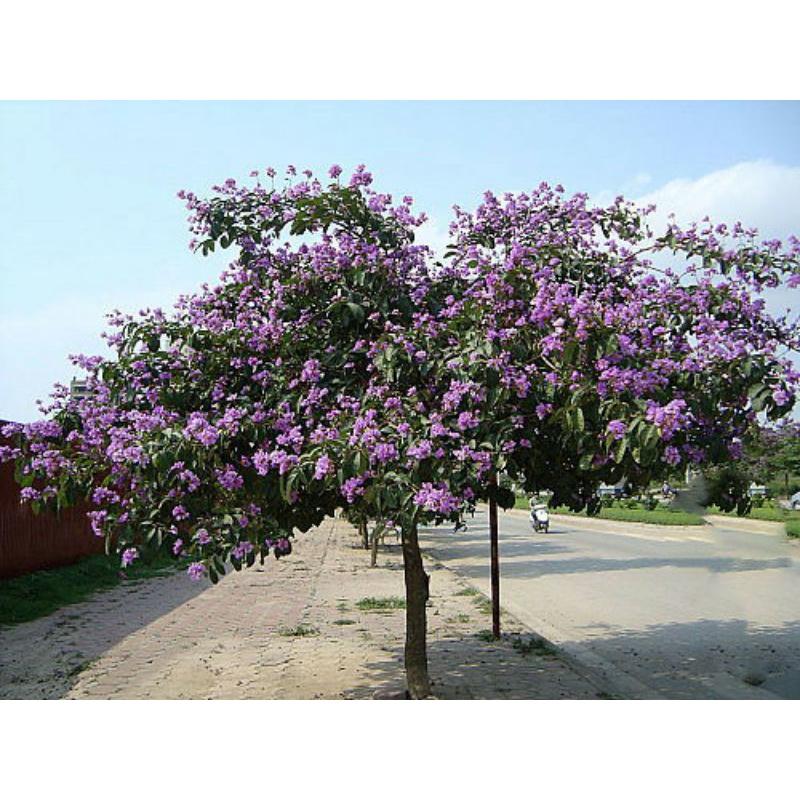 250 gram hạt bằng lăng tím giống