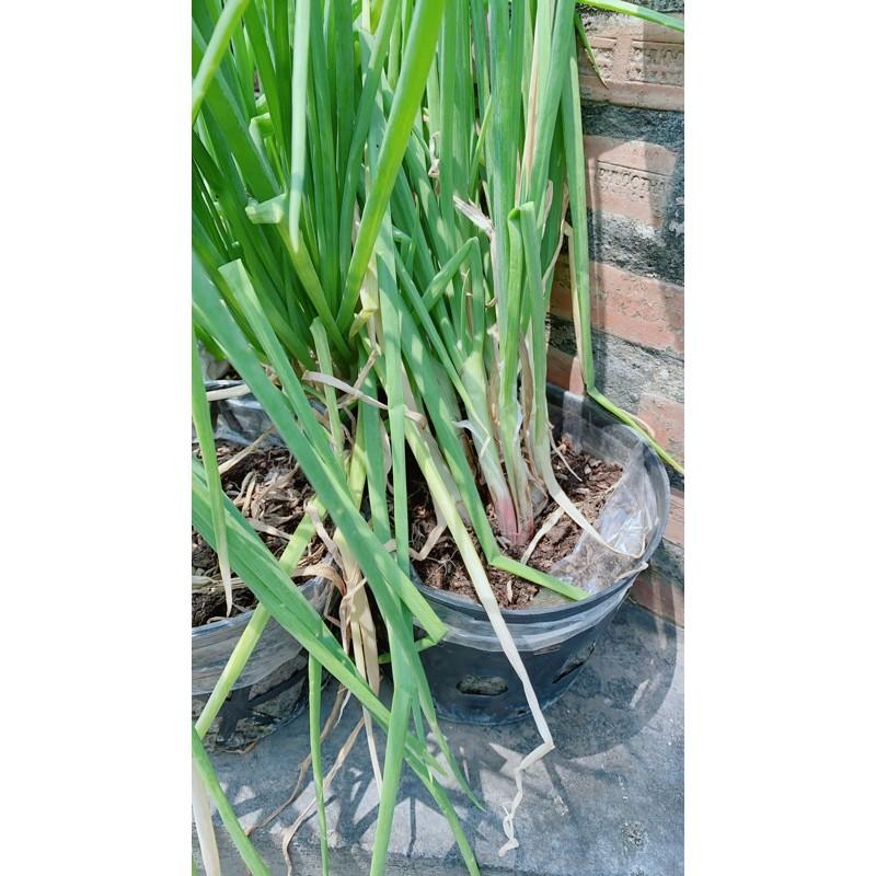 Cây Hành Lá