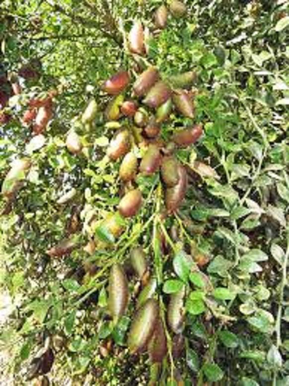 Cây giống chanh ngón tay thái lan quả sai cho quả sau 6 tháng trồng
