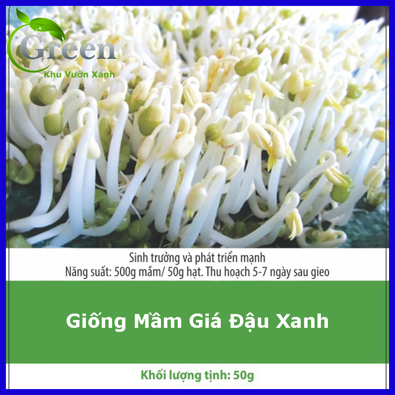 Hạt Giống Mầm Giá Đậu Xanh Nảy Mầm Tốt