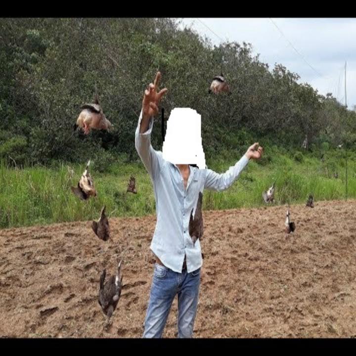 Xả kho Lưới bẫy chim cu gáy NT dài 30m