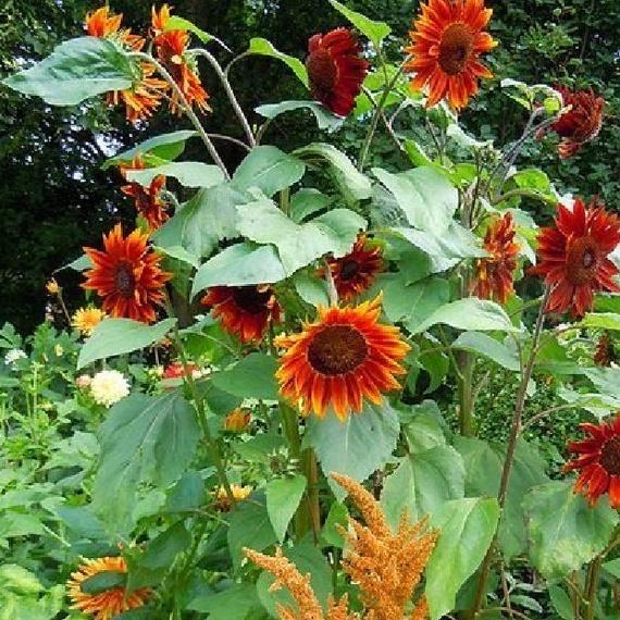 Hạt giống hoa hướng dương cam/gói 10 hạt