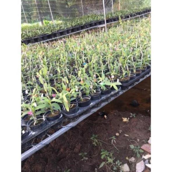 Hoa phong lan trầm rồng đỏ ki mập khỏe ấm chậu