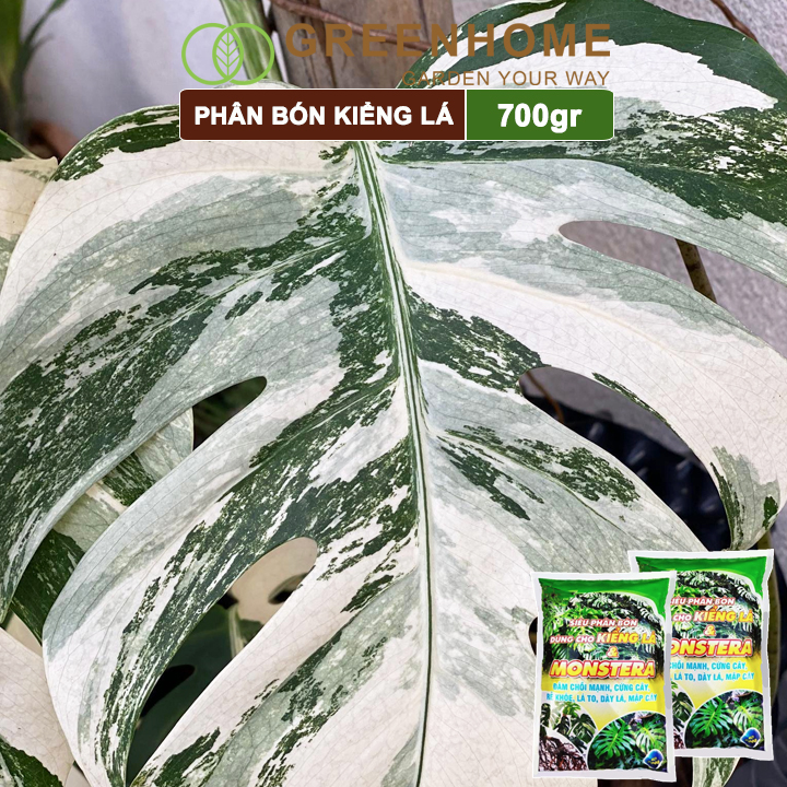 Phân bón kiểng lá Monstera, bao 700gr, đâm chồi mạnh, cứng cây, rễ khoẻ, lá to, dày  Greenhome