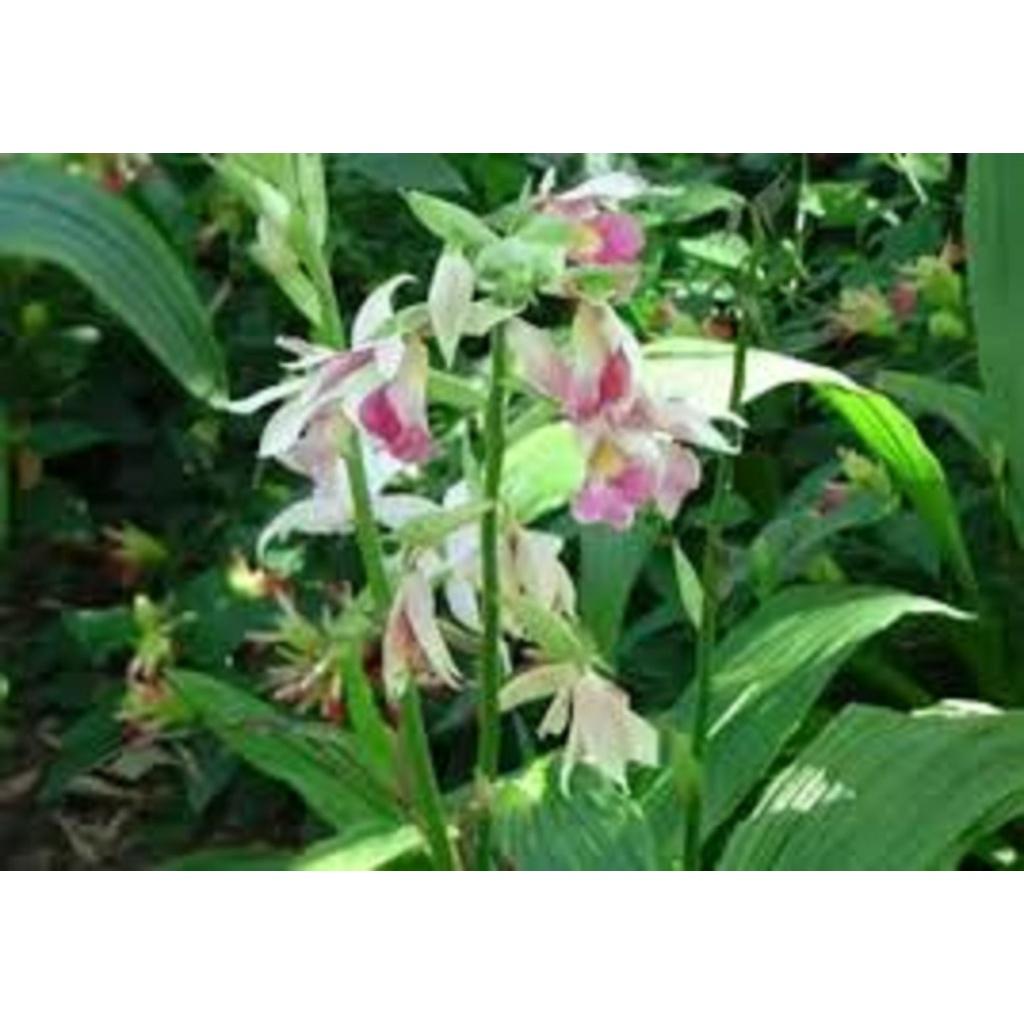 Địa lan HẠC ĐỈNH TRẮNG VIỀN HỒNG - CÂY GIỐNG