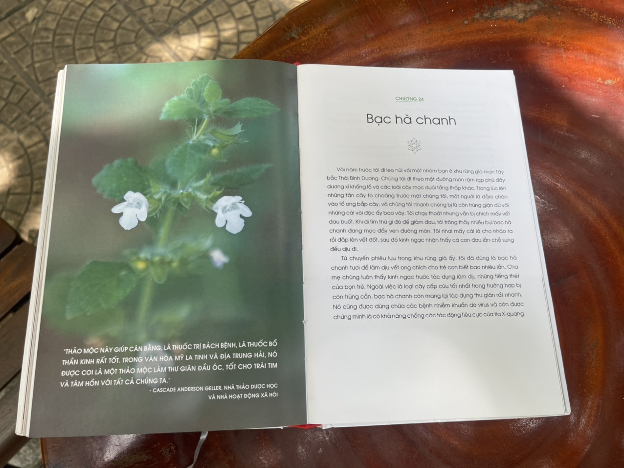 NĂNG LƯỢNG SỐNG TỪ THẢO DƯỢC - Rosalee de la Forêt - Huy Hoang Bookstore