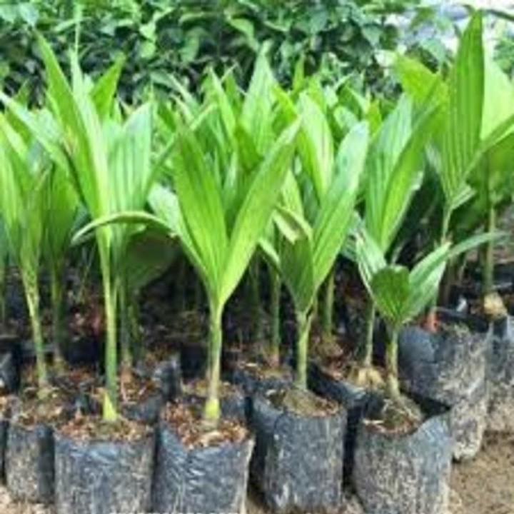 CÂY GIỐNG CAU LÙN SIÊU QUẢ- CAM KÊT GIỐNG CHUẨN F1