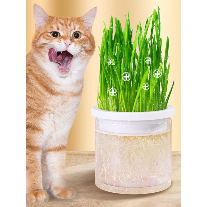 Bộ trồng cỏ thuỷ canh cho mèo
