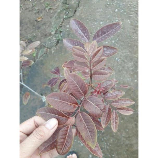 Sản phẩm CÂY GIỐNG NHÃN TÍM