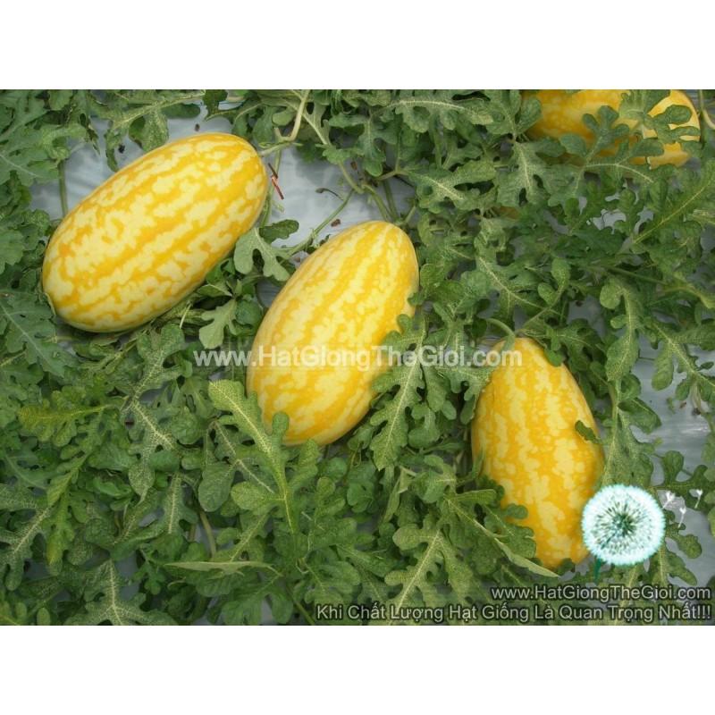 10GR 250.HẠT Hạt Giống Dưa Hấu F1 Thỏi Vàng TG9999