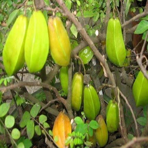 CÂY GIỐNG KHế CHUA TRỒNG CHẬU