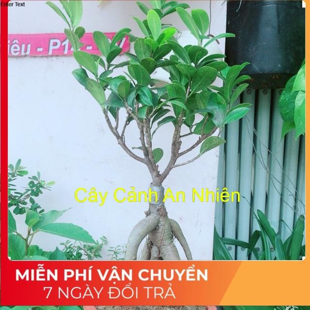 Cây Si Bonsai
