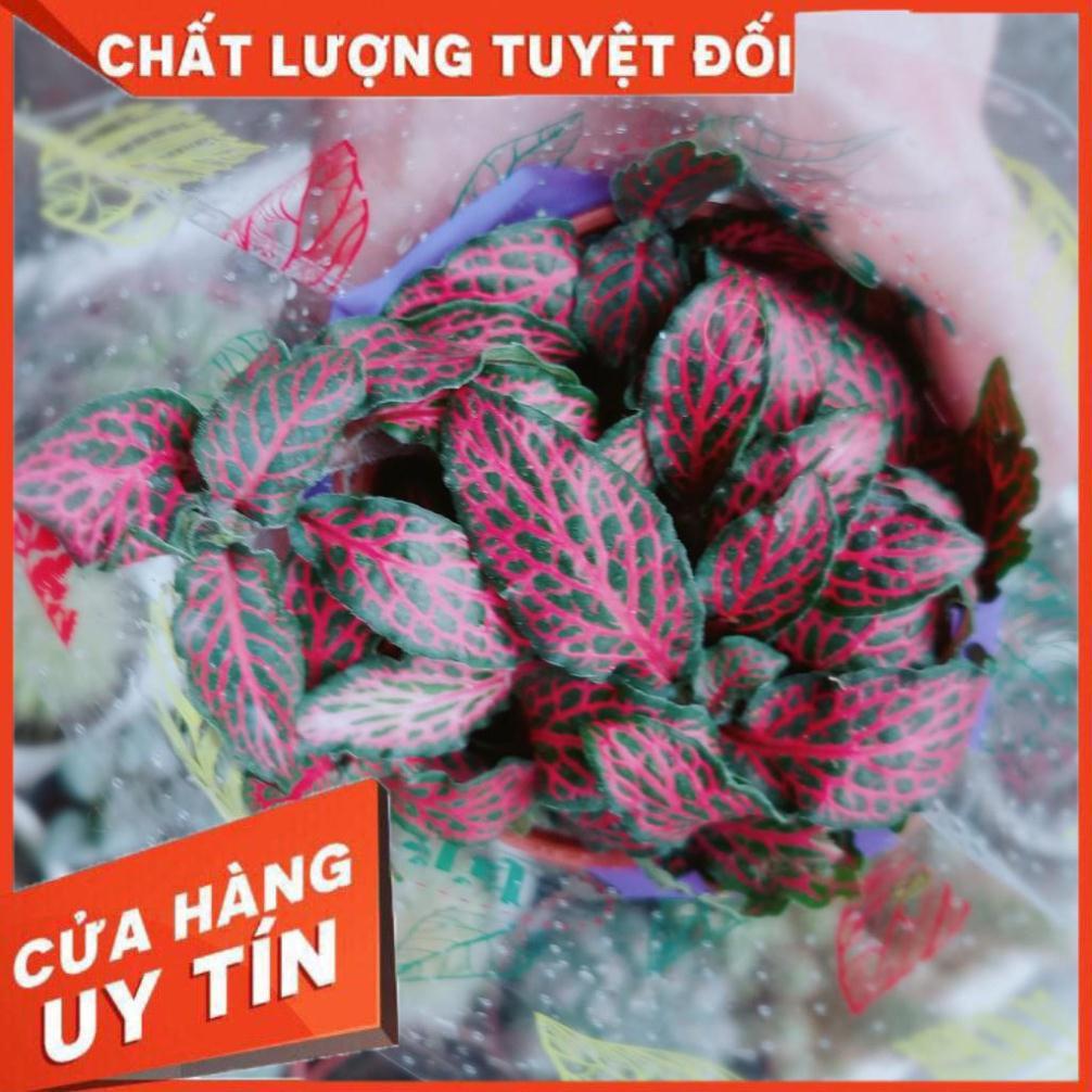 Lá cẩm nhung hay lá may mắn Nhiều Người Mua