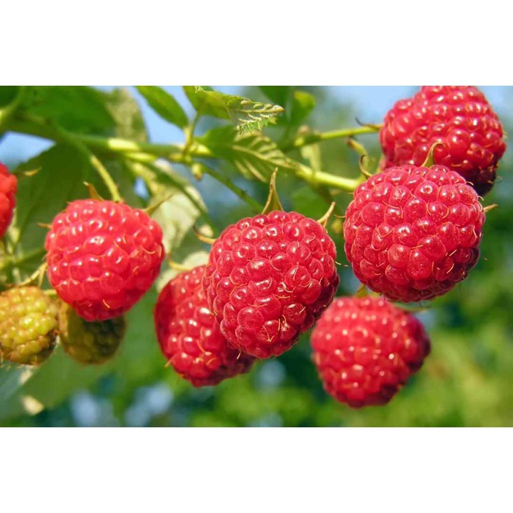 CÂY GIỐNG MÂM XÔI ĐỎ