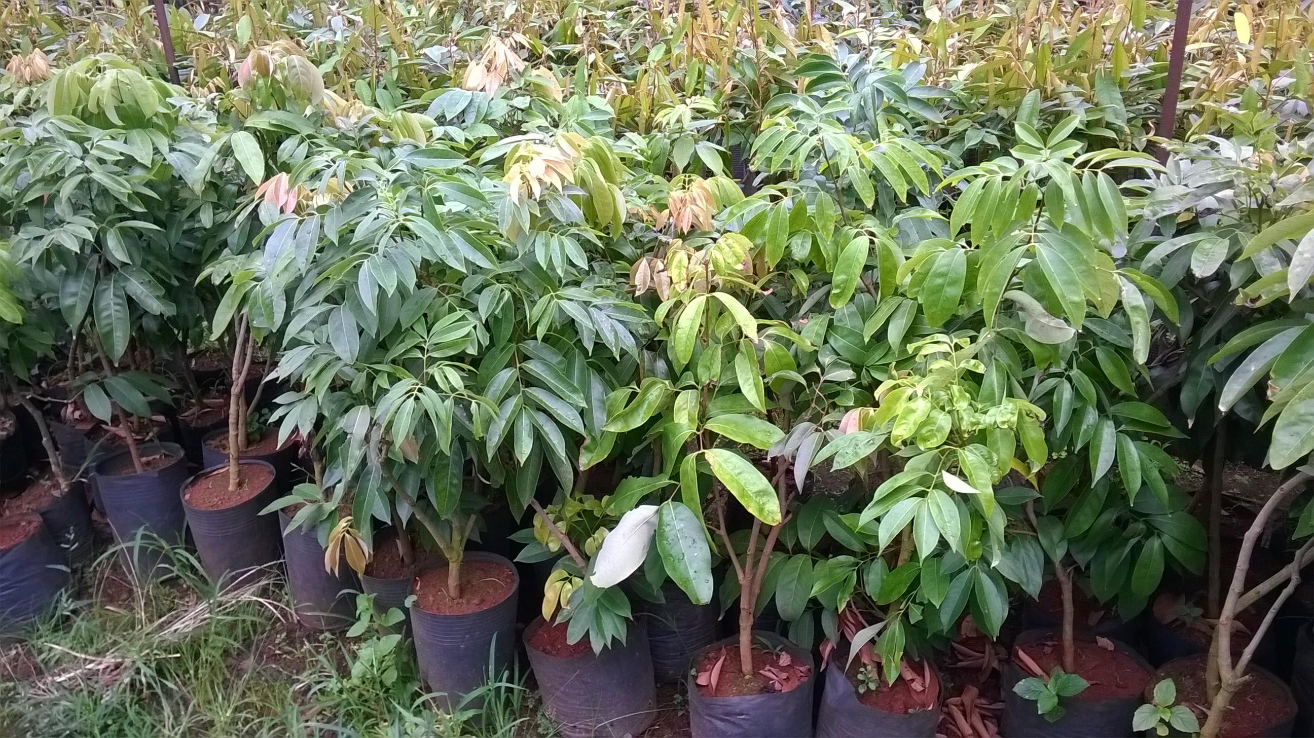 Cây giống Vải Thiều Lục Ngạn siêu trái. .