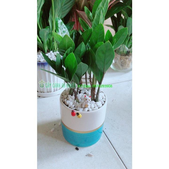 Chậu Cây Kim Tiền Thái Để Bàn