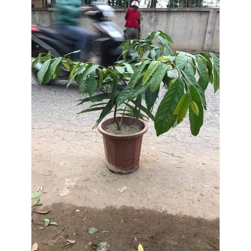 CÂY HOA DẺ SẴN HOA